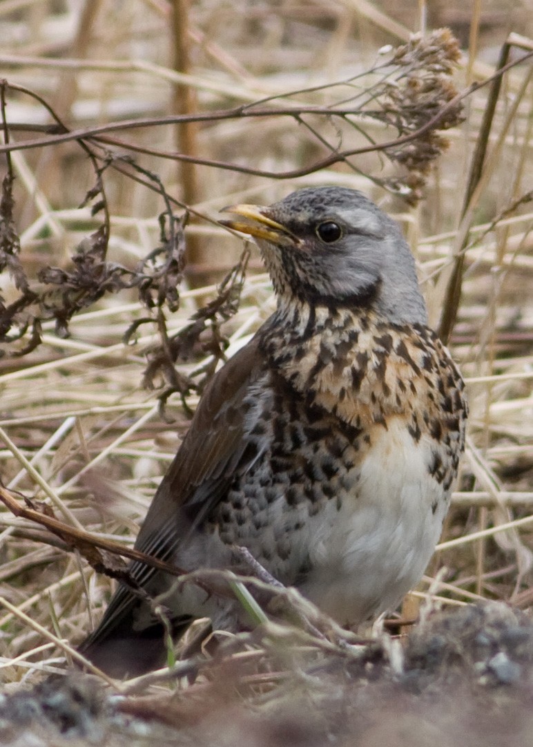 Fieldfare - Tim Harrop