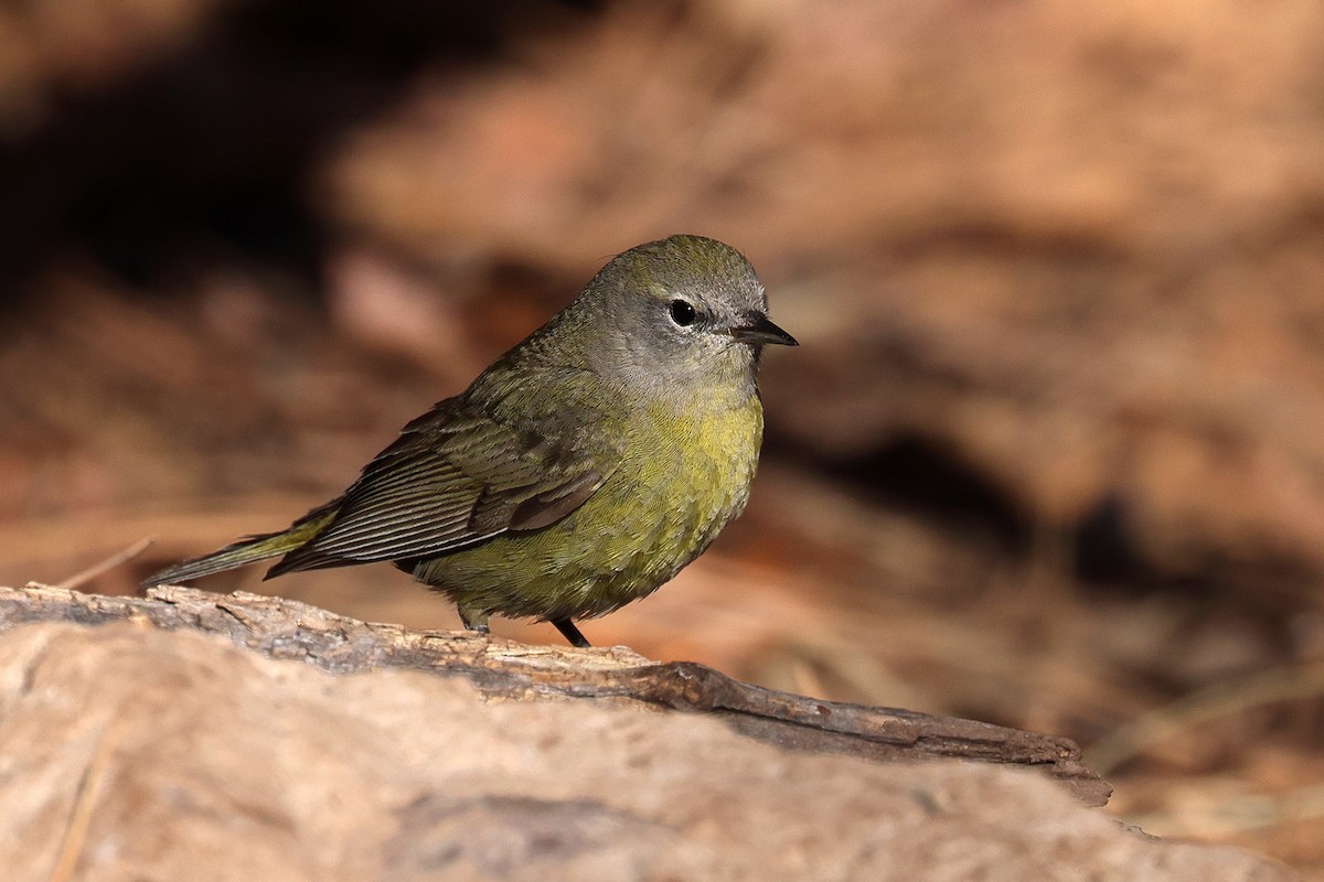 Orange-crowned Warbler - ML619224554