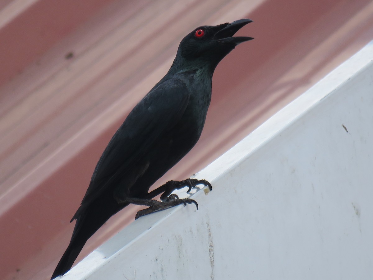 Asian Glossy Starling - ML619224556