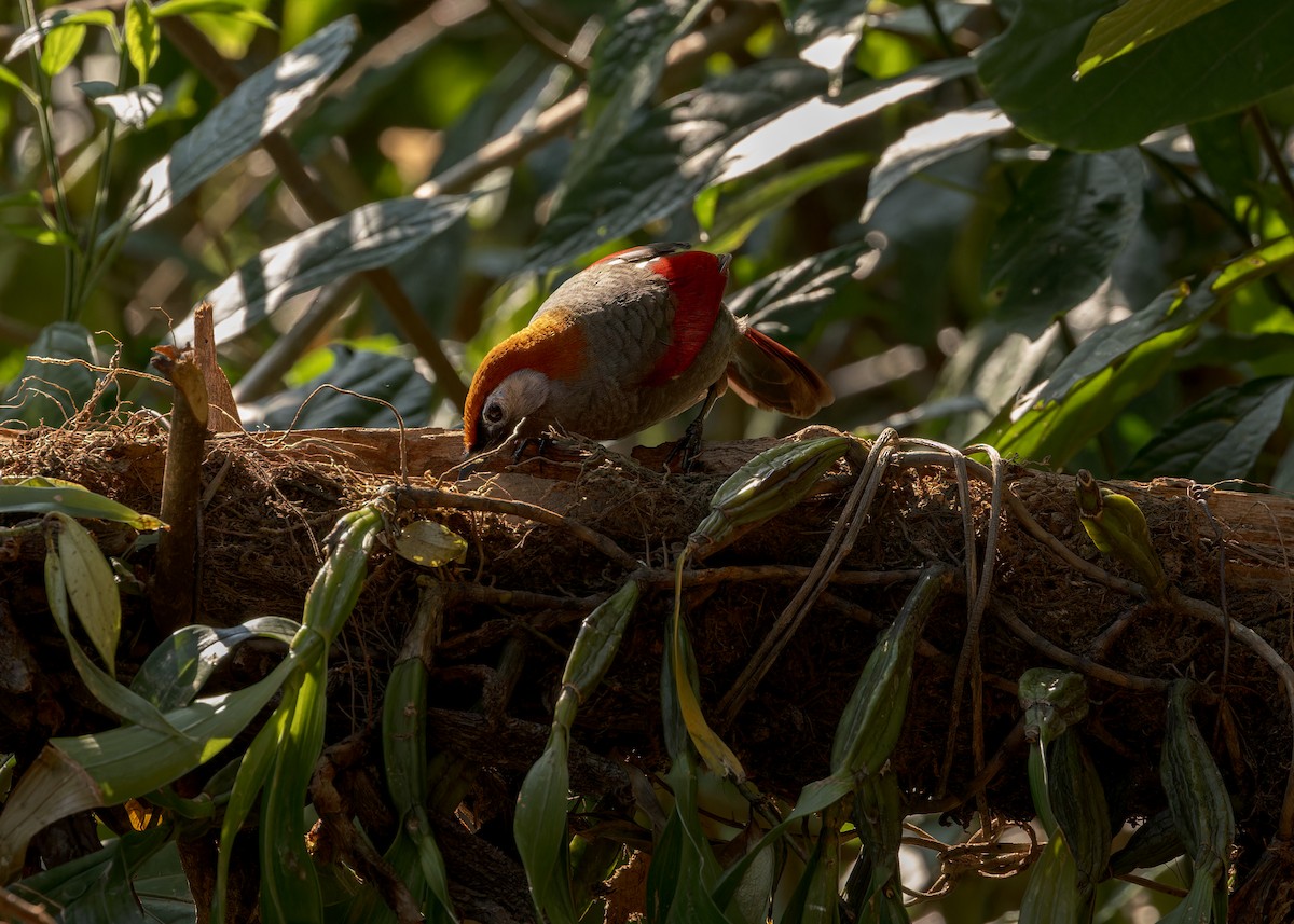 Red-tailed Laughingthrush - ML619224575