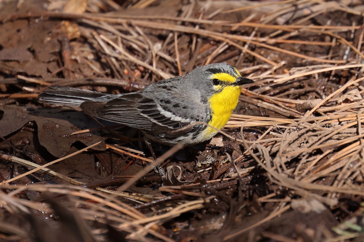 Grace's Warbler - Doug Hommert