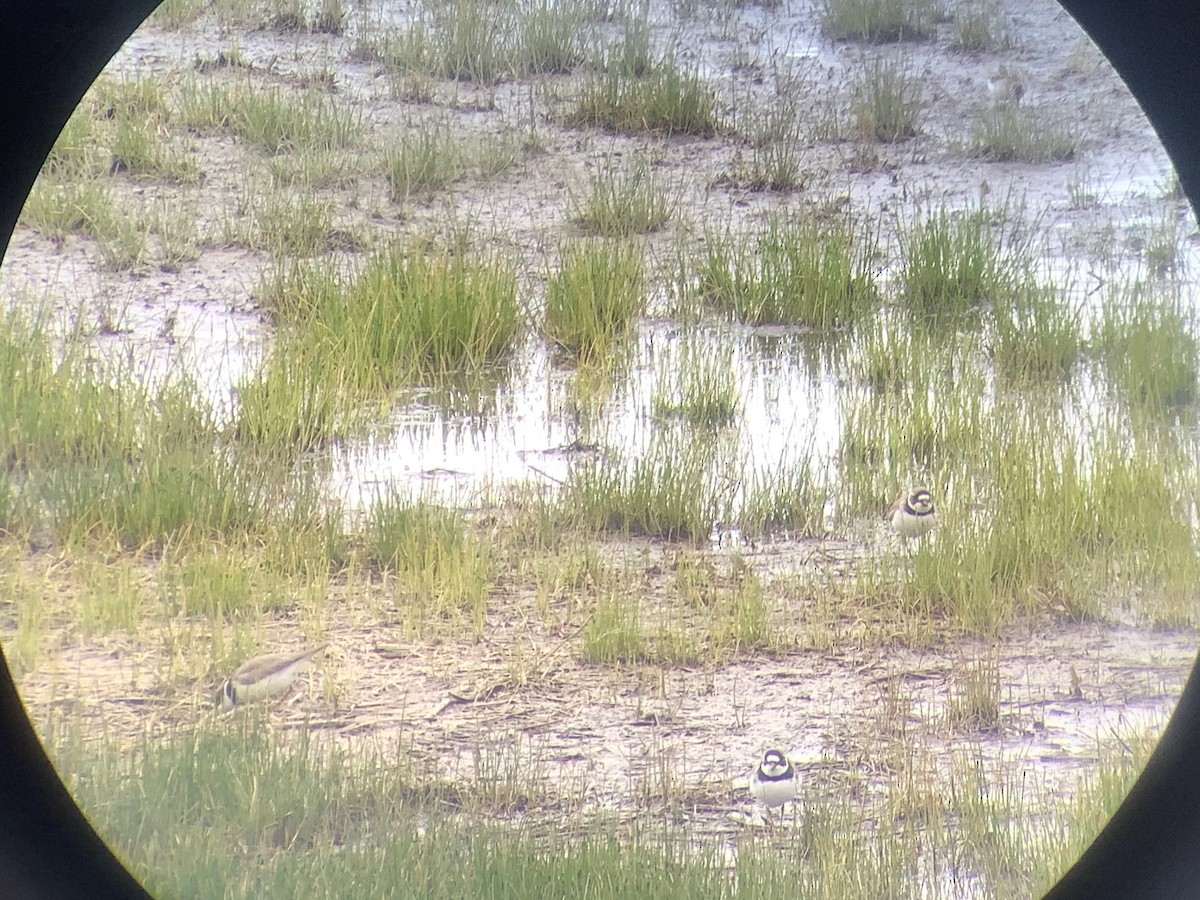 Semipalmated Plover - ML619224582