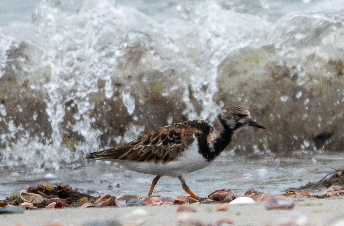 Ruddy Turnstone - Paul  McPartland