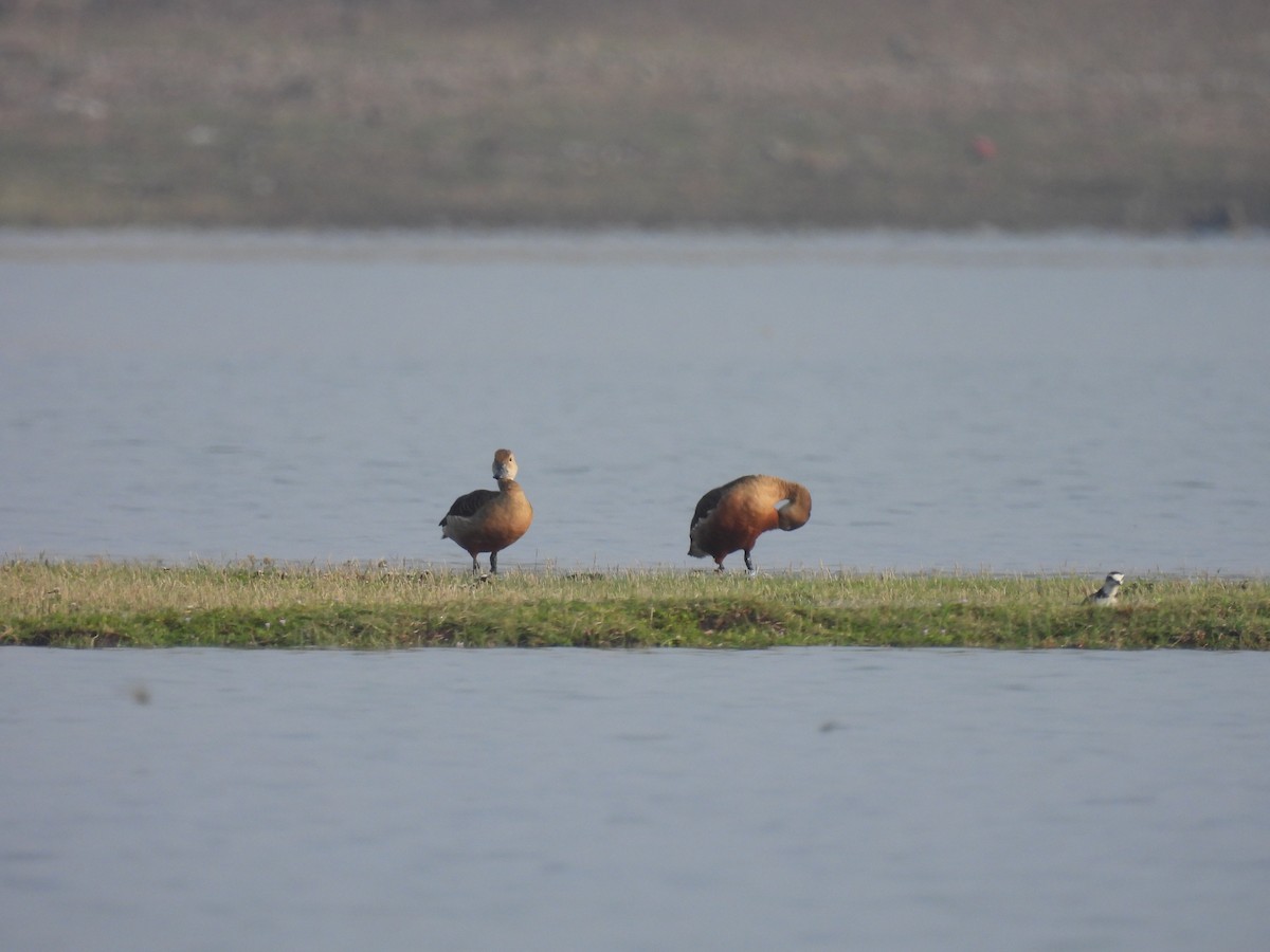 Lesser Whistling-Duck - Ramesh Desai