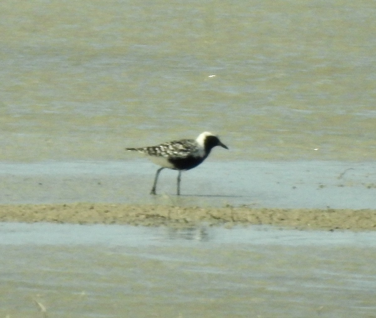 Black-bellied Plover - Amy Lewis