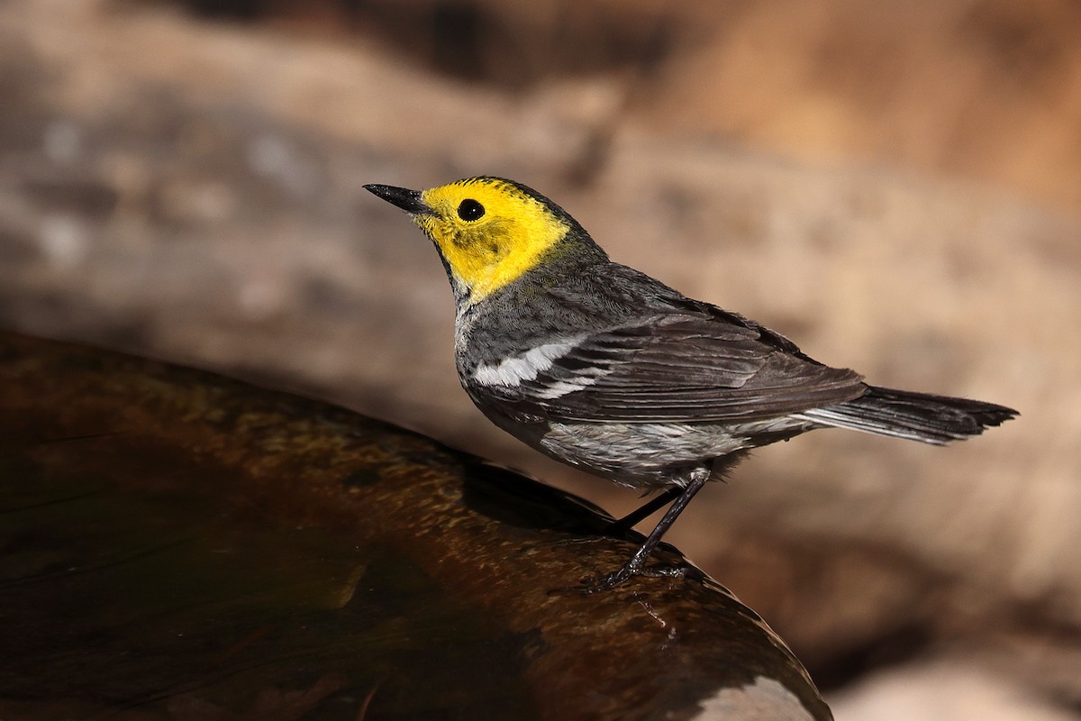 Hermit Warbler - Doug Hommert