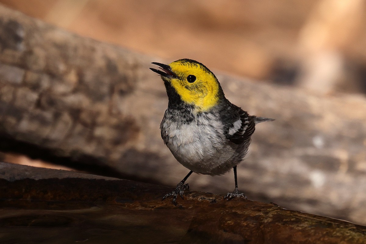 Hermit Warbler - ML619224606