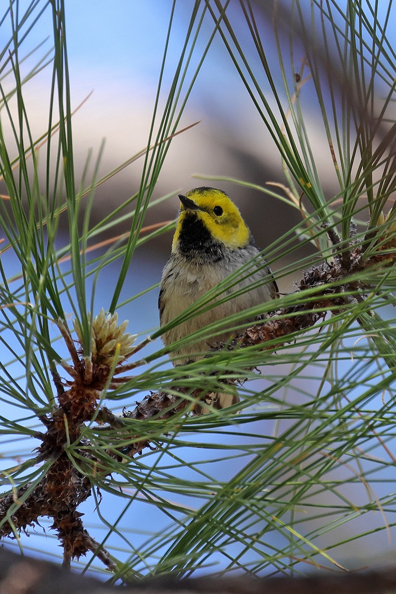 Hermit Warbler - Doug Hommert