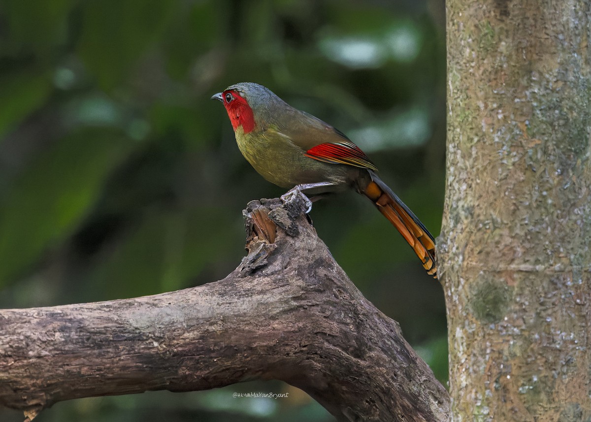 Scarlet-faced Liocichla - ML619224609