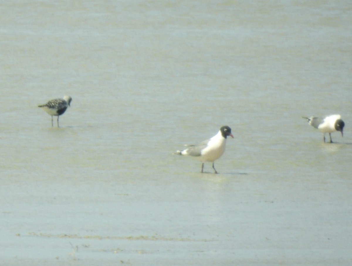 Franklin's Gull - Amy Lewis