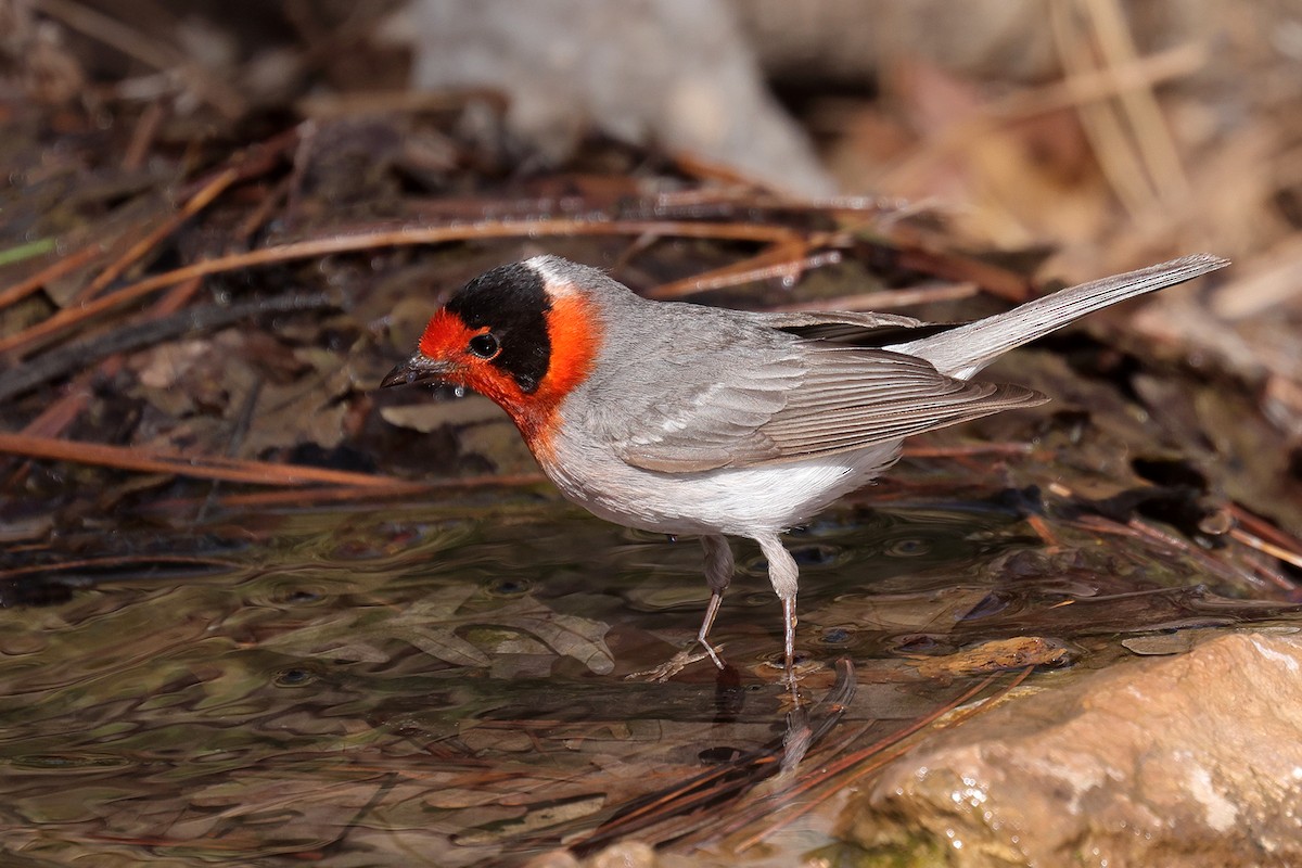 Red-faced Warbler - Doug Hommert