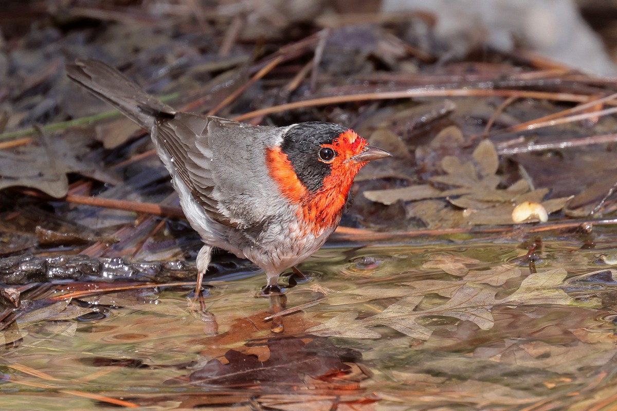 Red-faced Warbler - ML619224624