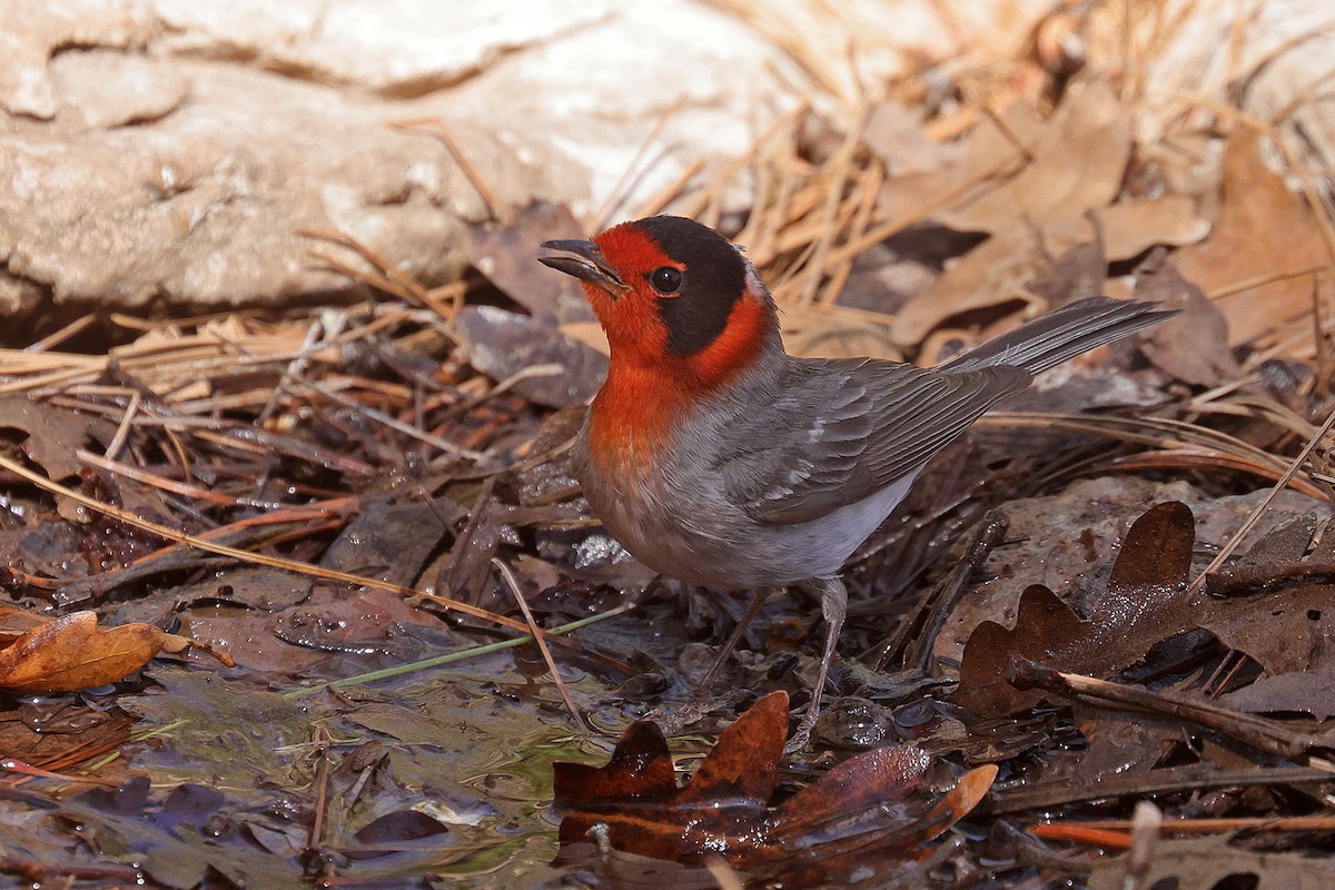 Red-faced Warbler - Doug Hommert