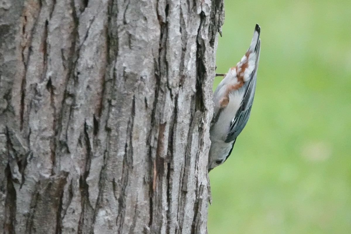 White-breasted Nuthatch - Bob Honig