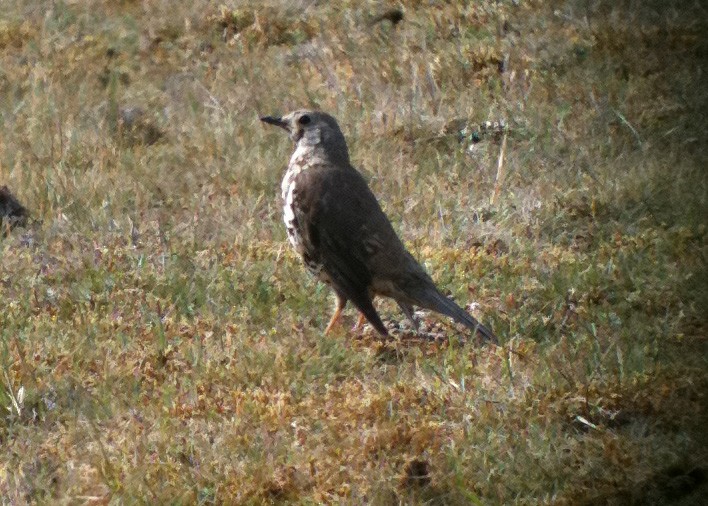 Mistle Thrush - Tim Harrop