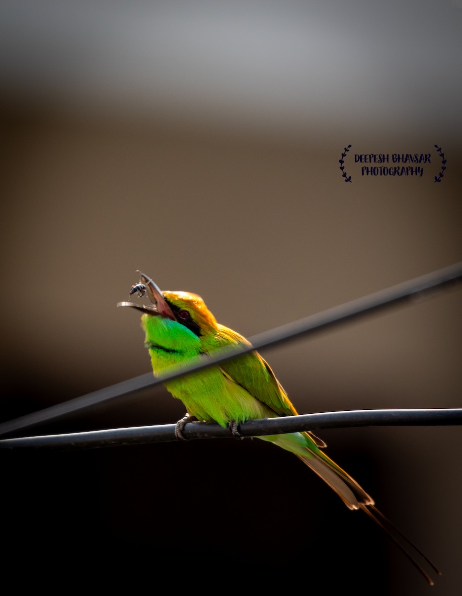 Asian Green Bee-eater - Deepesh Bhavsar