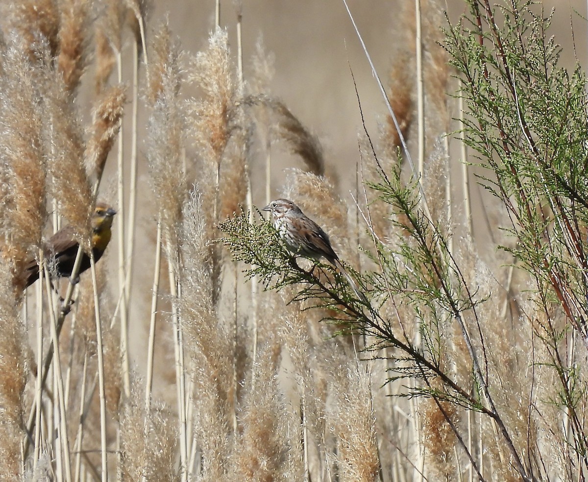 Song Sparrow - Amy Lewis