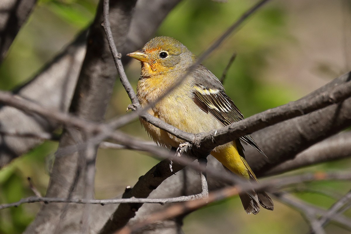 Western Tanager - Doug Hommert