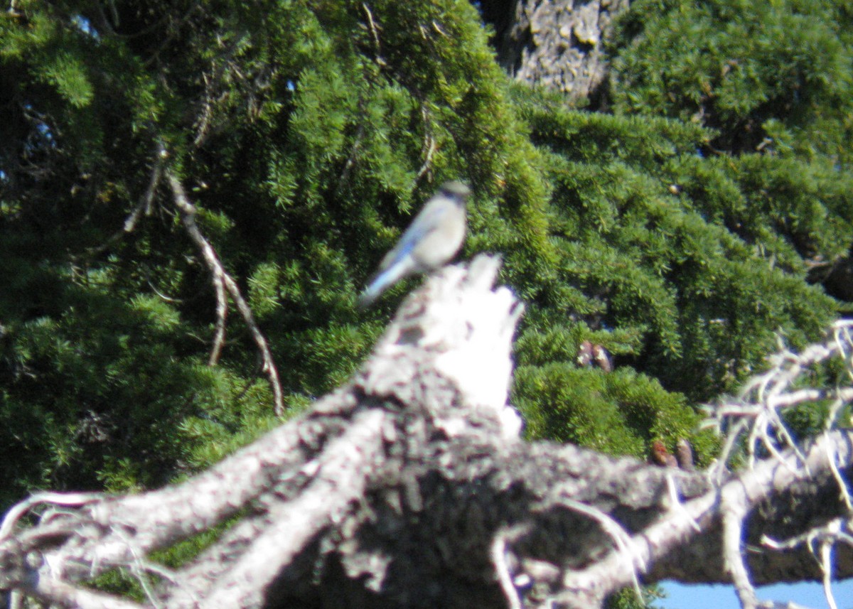 Mountain Bluebird - Tim Harrop