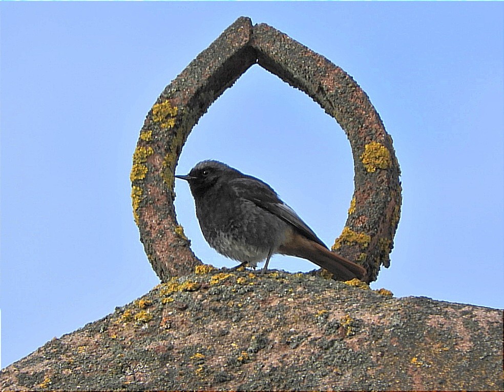 Black Redstart - ML619224684