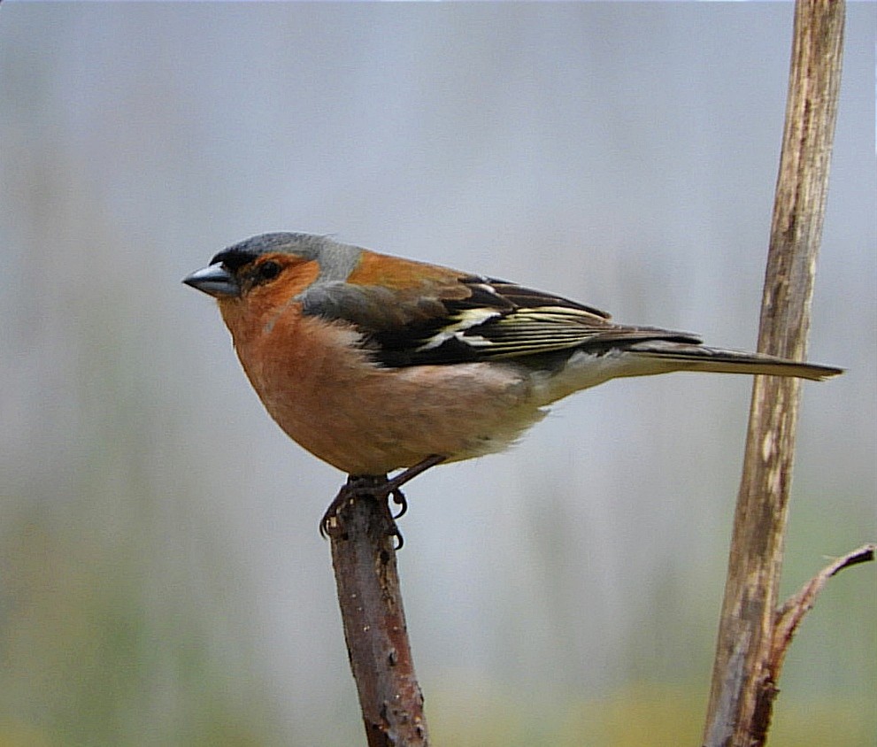 Common Chaffinch - Miguel Folgado