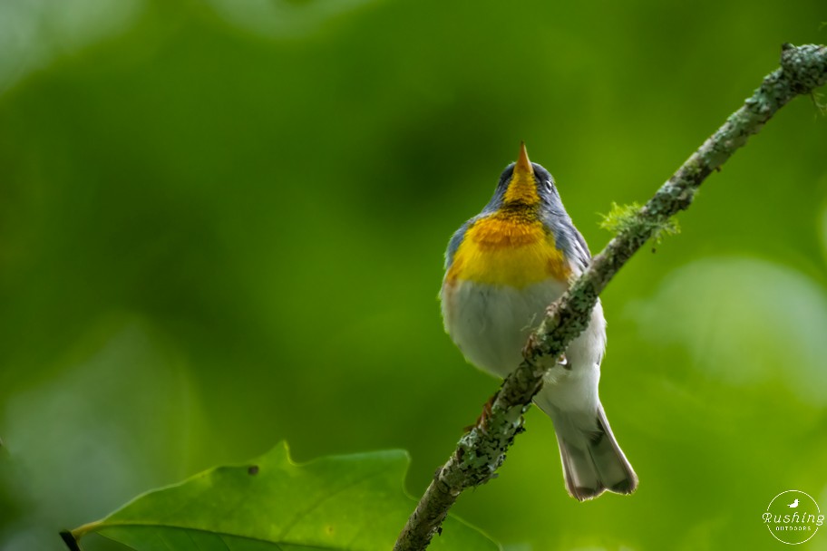 Northern Parula - ML619224690