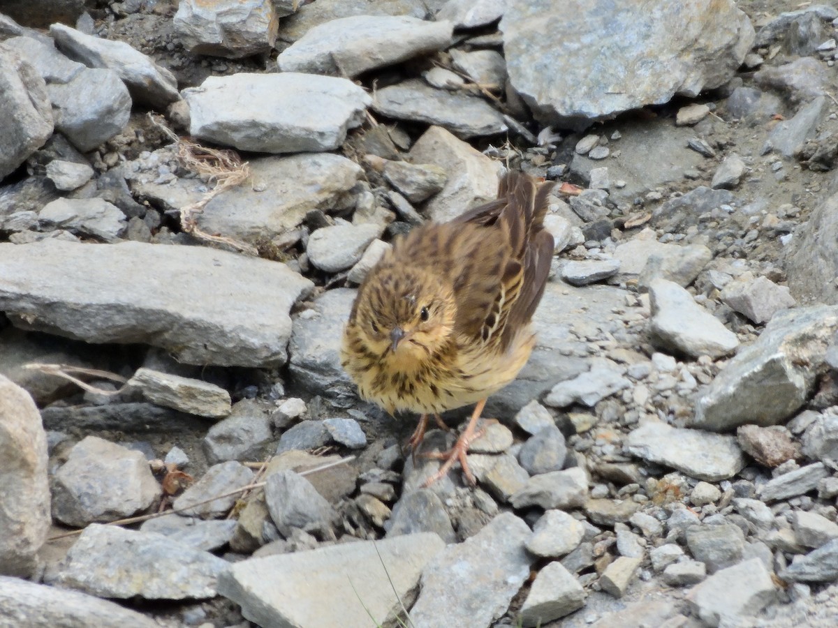 Tree Pipit - Antonio Tamayo