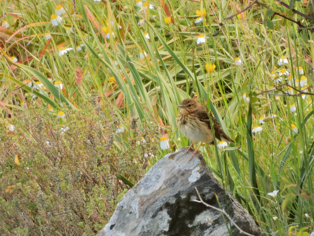 Tree Pipit - Antonio Tamayo