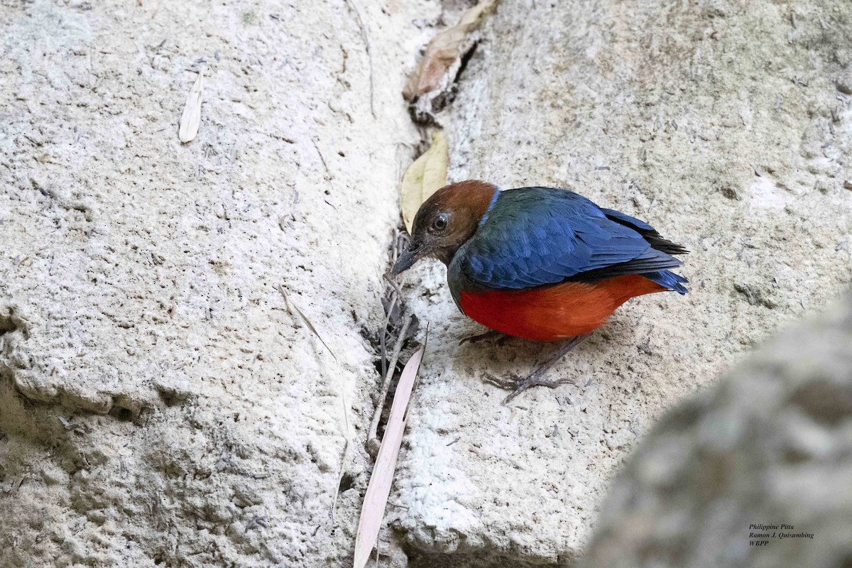 Philippine Pitta - ML619224698