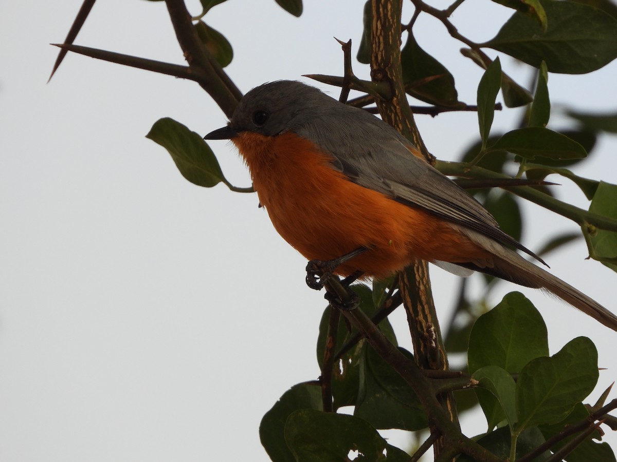 African Silverbill - ML619224703