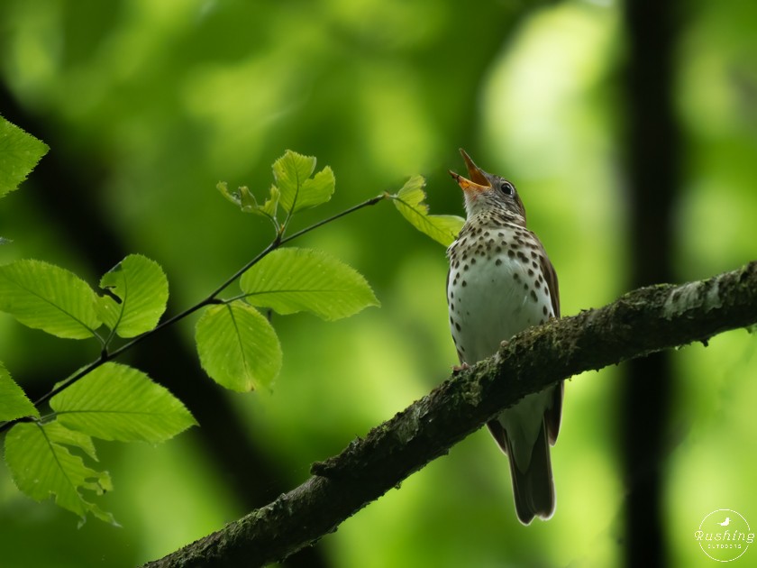 Wood Thrush - ML619224709