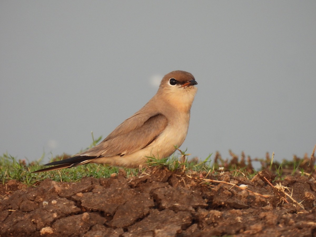 Small Pratincole - Ramesh Desai