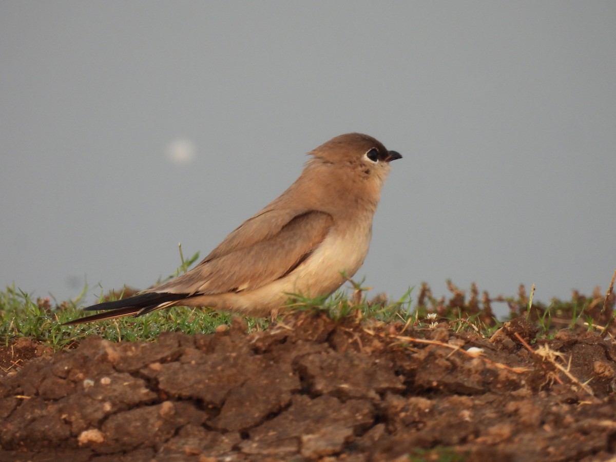 Small Pratincole - Ramesh Desai