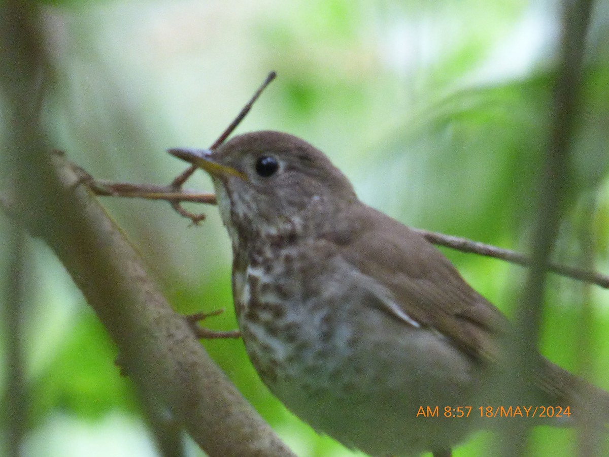 Gray-cheeked Thrush - Tim Kalbach