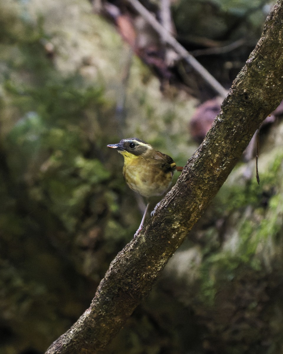 Yellow-throated Scrubwren - Kevin Huang