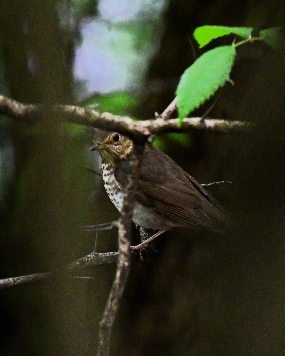 Swainson's Thrush - ML619224743