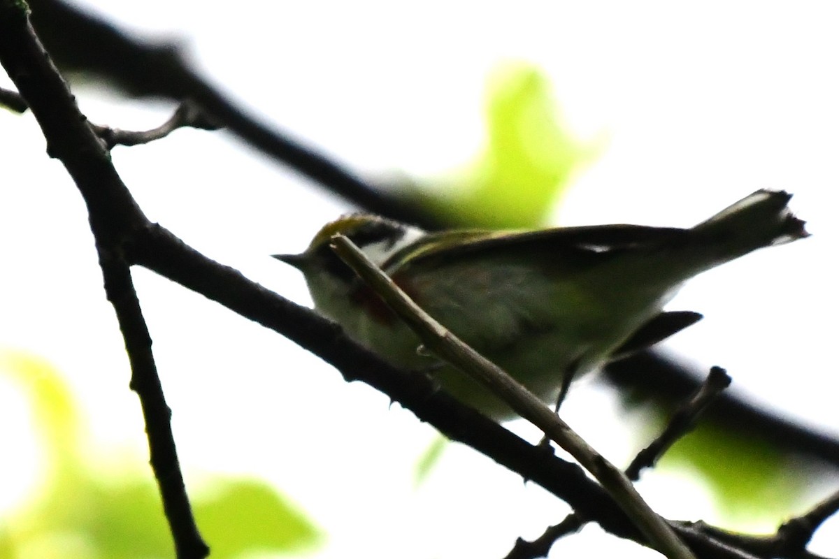 Chestnut-sided Warbler - Winston Poon