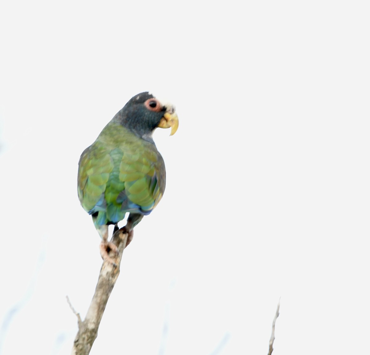 White-crowned Parrot - mark perry