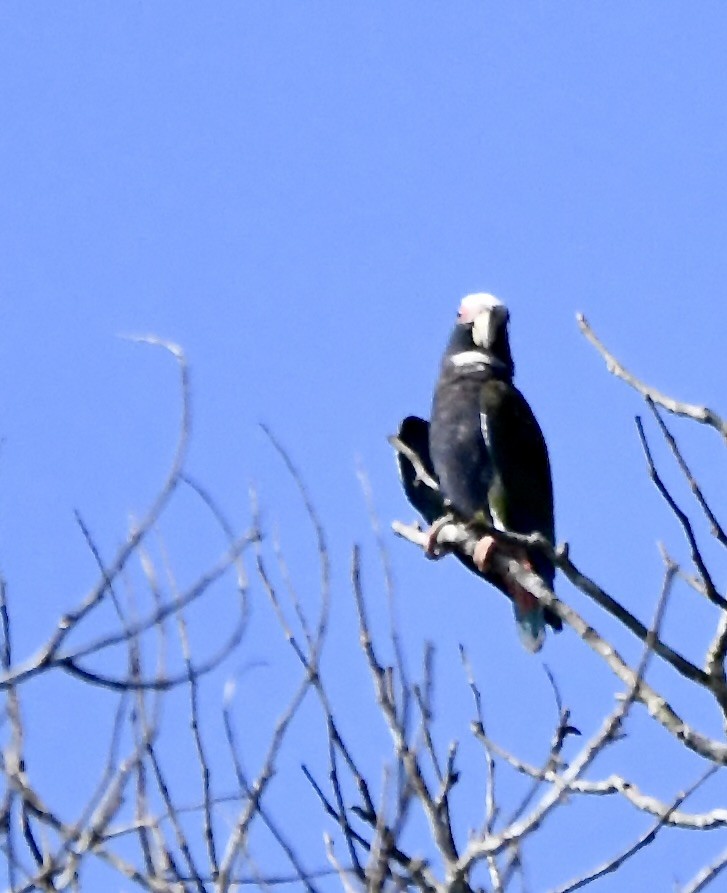 White-crowned Parrot - mark perry