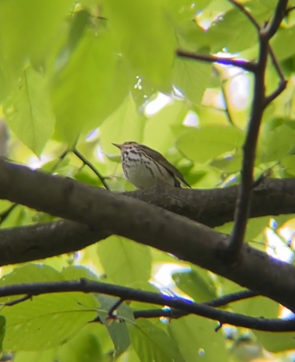 Ovenbird - Amelia Szosz