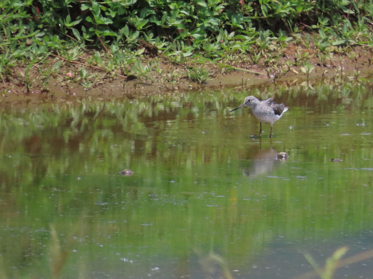 Common Greenshank - 韋勳 陳