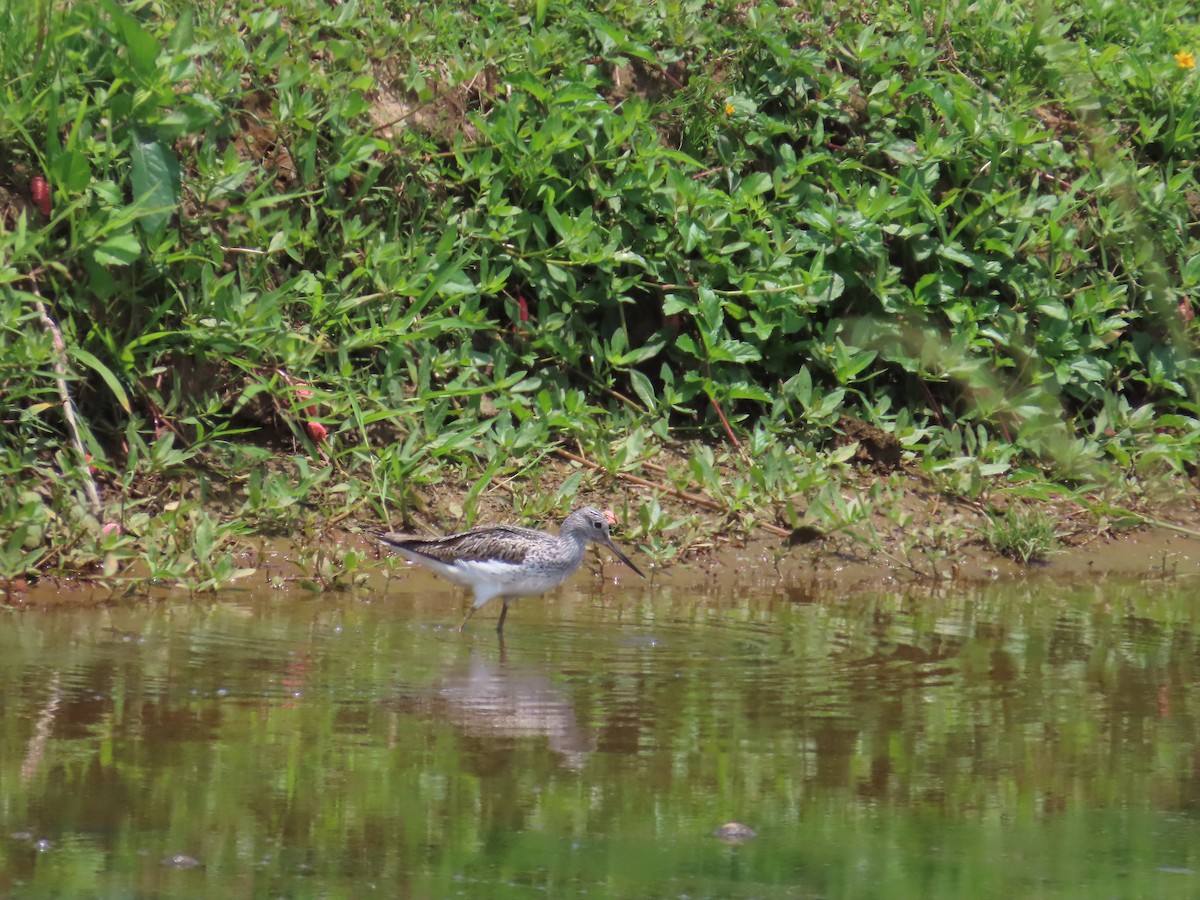 Common Greenshank - 韋勳 陳