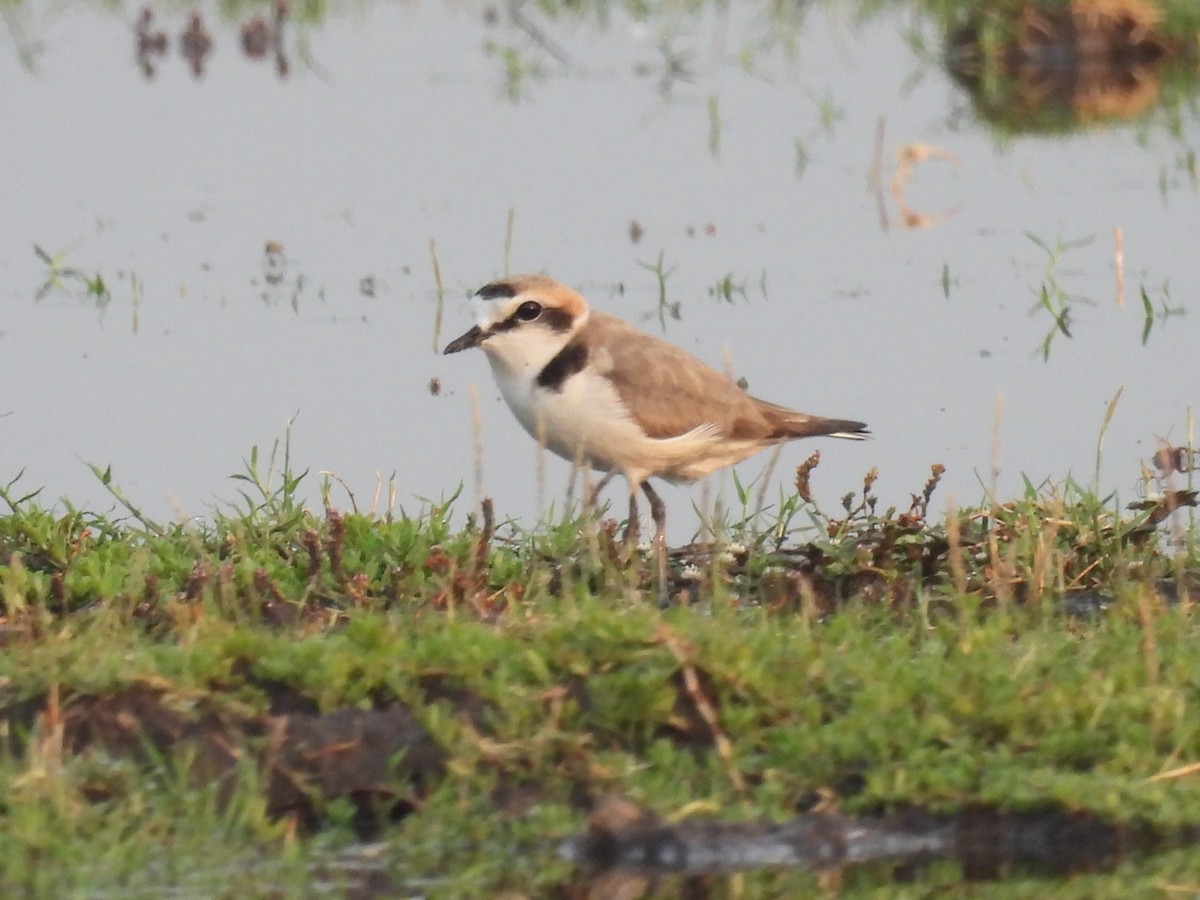 Kentish Plover - Ramesh Desai