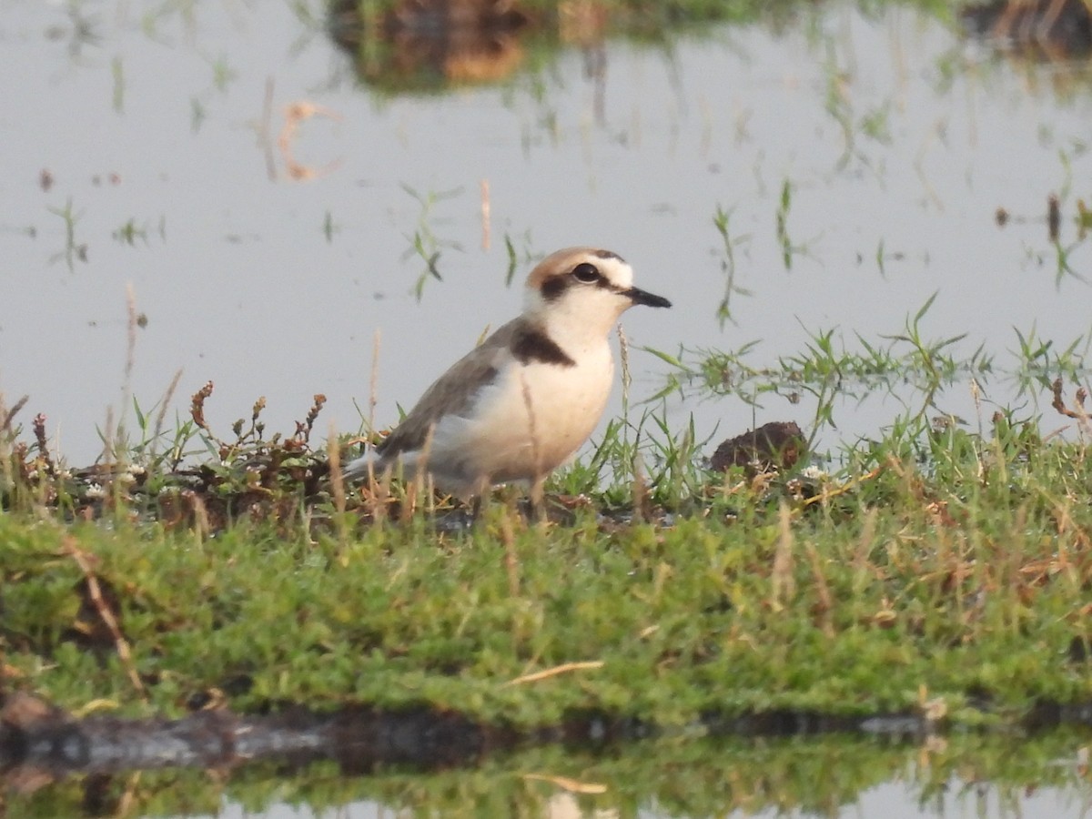 Kentish Plover - Ramesh Desai