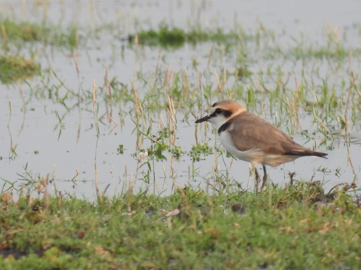 Kentish Plover - Ramesh Desai