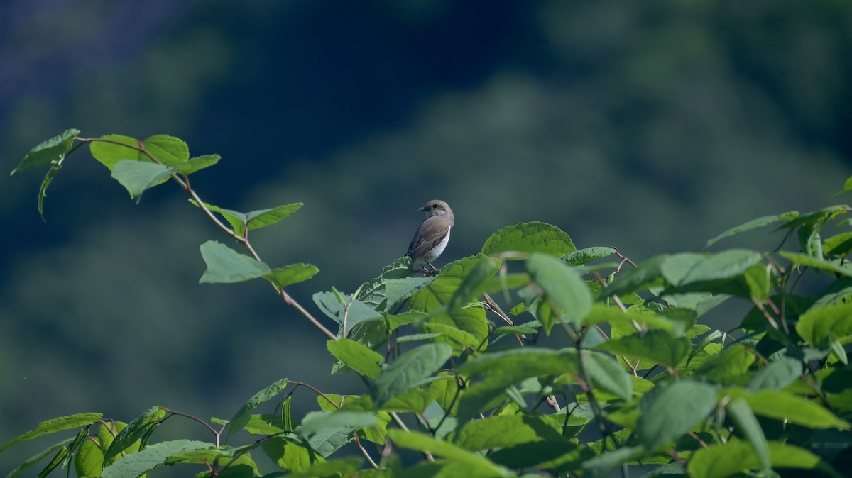 Red-backed Shrike - Roberto Lupi