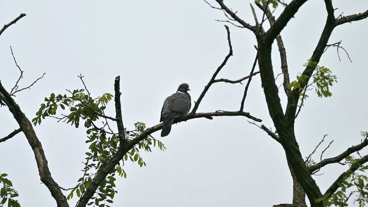 Common Wood-Pigeon - Roberto Lupi