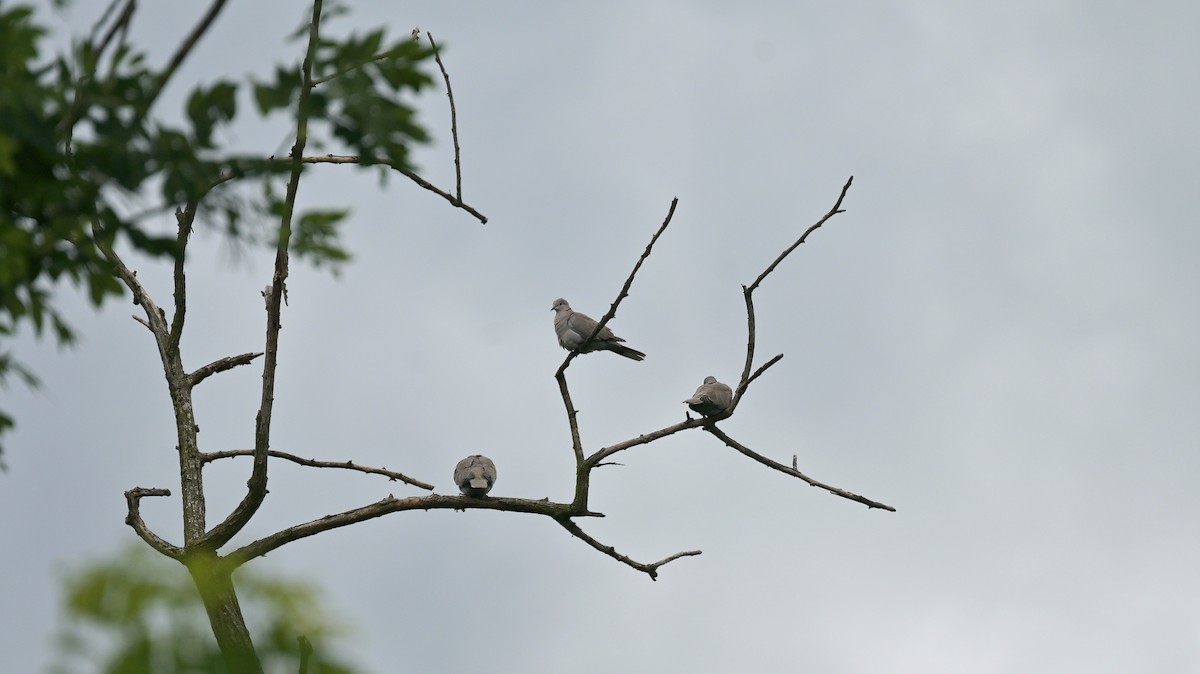 Eurasian Collared-Dove - Roberto Lupi