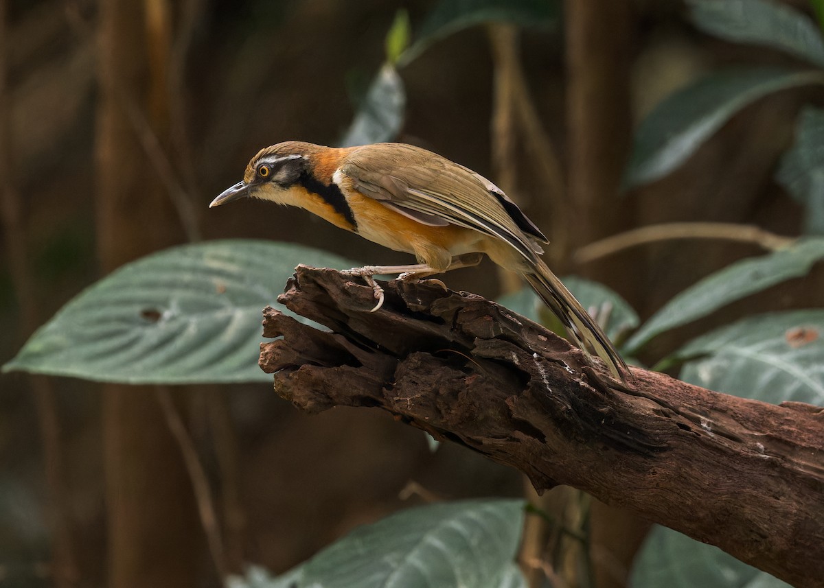 Lesser Necklaced Laughingthrush - ML619224889