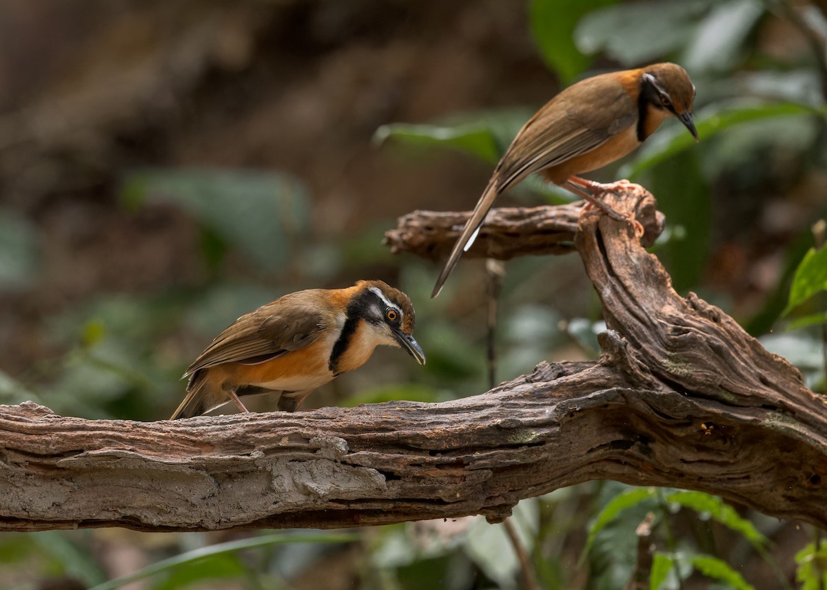 Lesser Necklaced Laughingthrush - Ma Yan Bryant